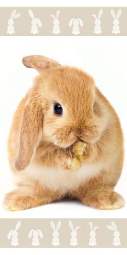 Bunny brown.jpg